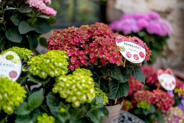 Kwekerij Lendert de Vos BV - Hydrangea macr. Rembrandt&reg; Rosso Glory