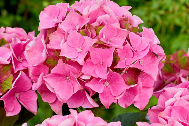 Kwekerij Lendert de Vos BV - Hydrangea macr. Rembrandt&reg; Antico Fresco