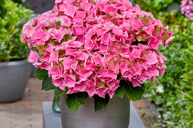 Kwekerij Lendert de Vos BV - Hydrangea macr. Rembrandt&reg; Antico Fresco