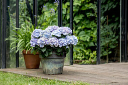 Kwekerij Lendert de Vos BV - Hydrangea macr. Vox&reg; Pastel (Blue)