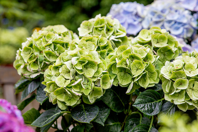 Kwekerij Lendert de Vos BV - Hydrangea macr. Vox&reg; Pastel (Old)