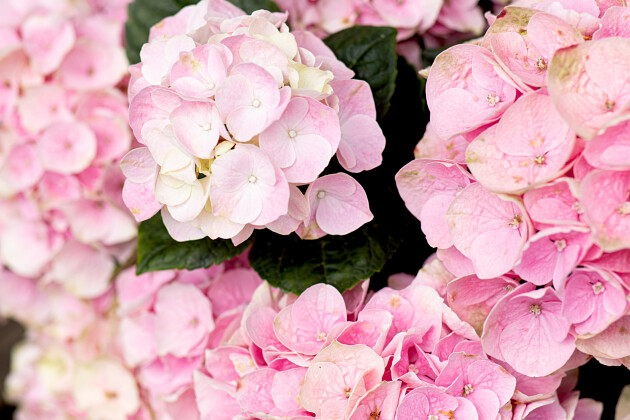 Kwekerij Lendert de Vos BV - Hydrangea macr. Vox&reg; Pastel (Pink)