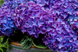 Kwekerij Lendert de Vos BV - Hydrangea macr. Vox&reg; Hero (Blue)
