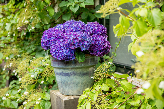 Kwekerij Lendert de Vos BV - Hydrangea macr. Vox&reg; Hero (Blue)