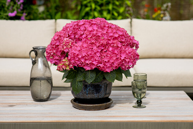 Kwekerij Lendert de Vos BV - Hydrangea macr. Vox&reg; Hero (Pink)