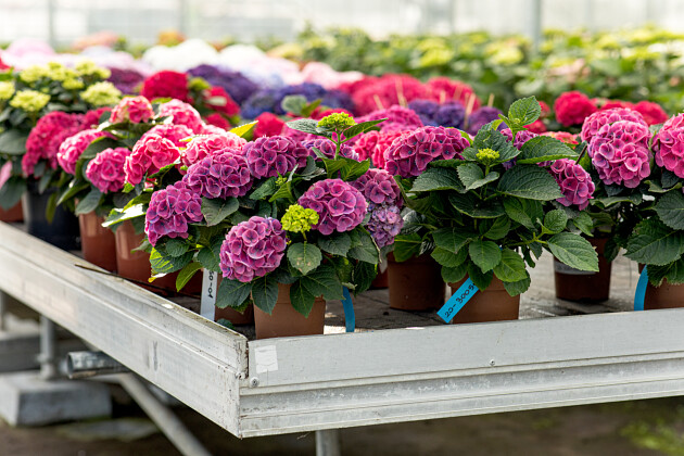 Kwekerij Lendert de Vos BV - Breeding