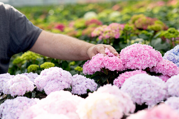 Kwekerij Lendert de Vos BV - Breeding