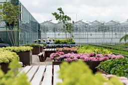 Kwekerij Lendert de Vos BV - Showgarden