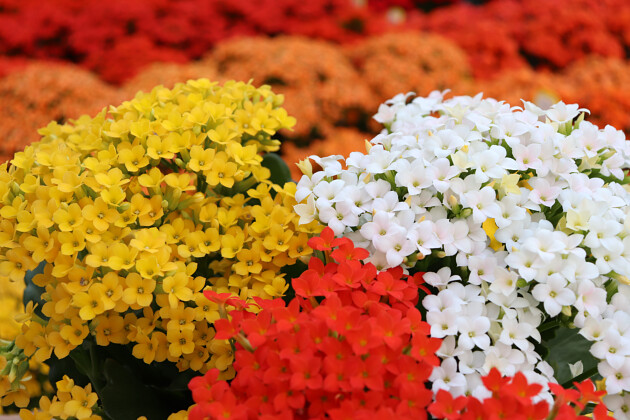 KP Holland - Rosalina&trade; Kalanchoe Passion&trade; series 