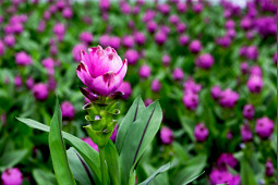 KP Holland - Siam&trade; Curcuma Sanna