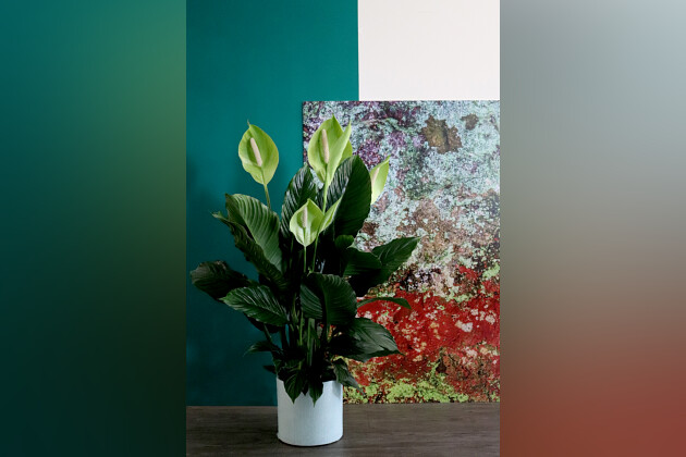 KP Holland - Cupido&trade; Spathiphyllum Hulk