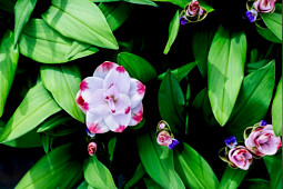 KP Holland - Siam&trade;Salsa