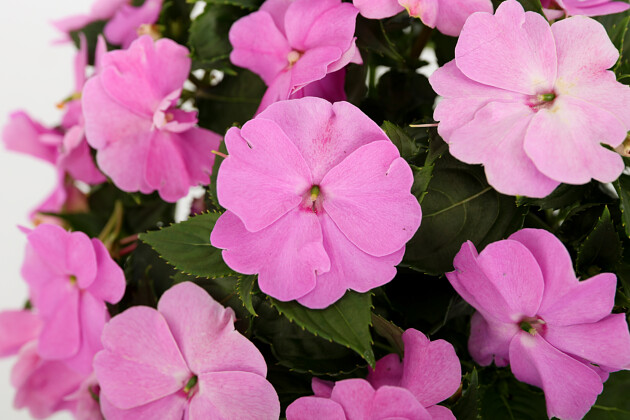 Danziger - Imperial plants - SOL LUNA PRIME&trade; LUXE LAVENDER | Impatiens hybrid