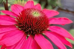 Danziger - Imperial plants - PANAMA&trade; NEON PINK | Echinacea
