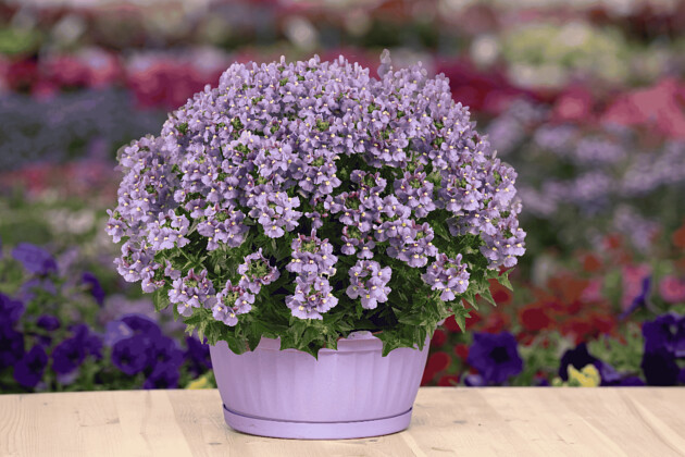 Danziger - Imperial plants - NESIA&trade; ARCTIC BLUE | Nemesia hybrida