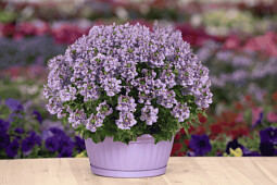 Danziger - Imperial plants - NESIA&trade; ARCTIC BLUE | Nemesia hybrida