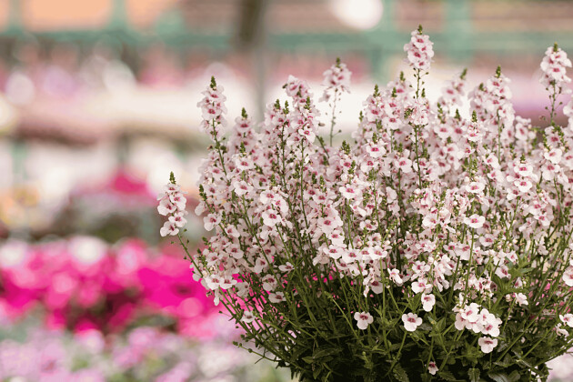 Danziger - Imperial plants - TRINITY&trade; BLUSH | Diascia barberae