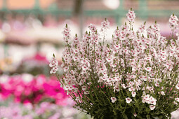 Danziger - Imperial plants - TRINITY&trade; BLUSH | Diascia barberae