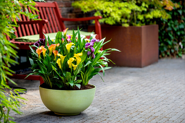 Van den Bos Flowerbulbs - Calla 