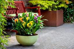 Van den Bos Flowerbulbs - Calla 