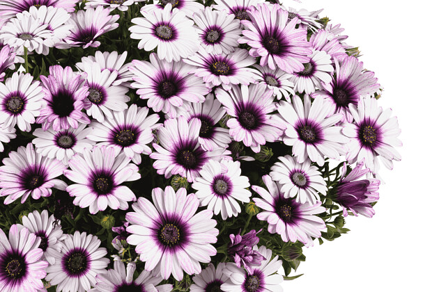 Danziger - Imperial plants - BESTIES&trade; PLAYFUL BICOLOR PURPLE | Osteospermum ecklonis