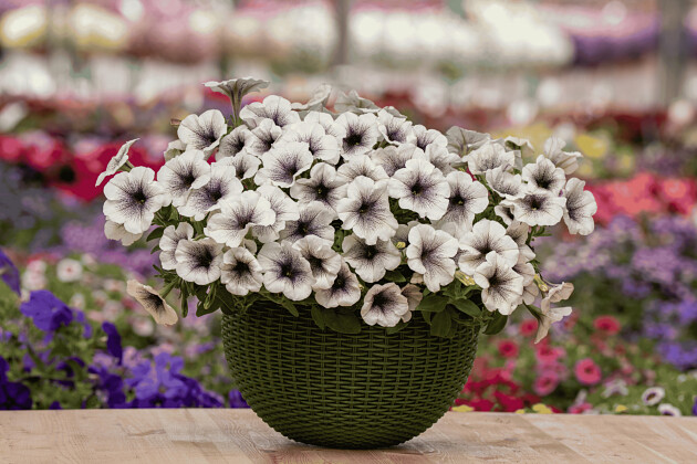 Danziger - Imperial plants - CAPELLA&trade; INKED | Petunia hybrida