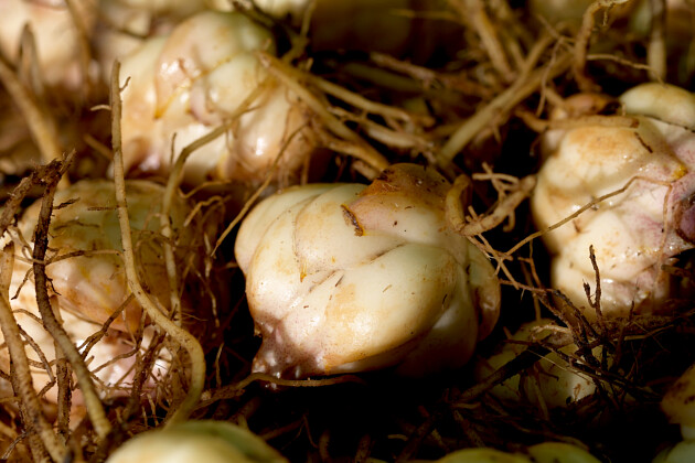 Van den Bos Flowerbulbs - Lily bulbs