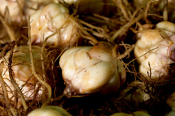 Van den Bos Flowerbulbs - Lily bulbs