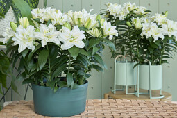 Van den Bos Flowerbulbs - Roselily Zeta