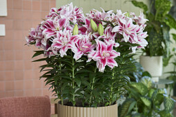 Van den Bos Flowerbulbs - Roselily Nowa
