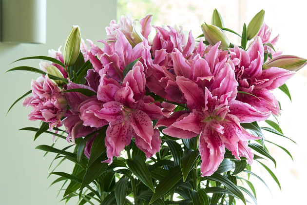 Van den Bos Flowerbulbs - Roselily Esra