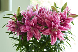 Van den Bos Flowerbulbs - Roselily Esra