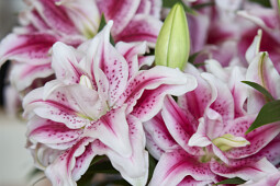 Van den Bos Flowerbulbs - Roselily Nowa