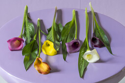 Van den Bos Flowerbulbs - Pot Calla mix