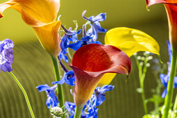 Van den Bos Flowerbulbs - Pot Calla