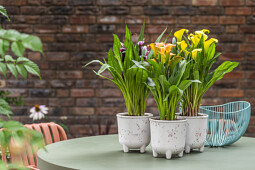 Van den Bos Flowerbulbs - Pot Calla
