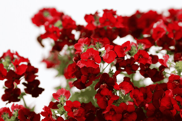 Danziger - Imperial plants - NESIA&trade; HOT RED | Nemesia hybrida
