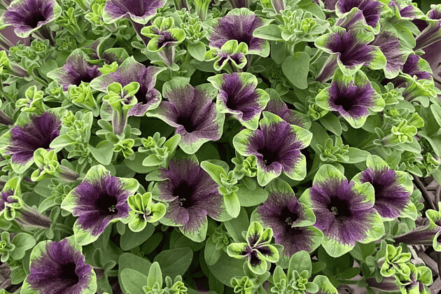 Danziger - Imperial plants - AMAZONAS&trade; MIDNIGHT FINCH | Petunia hybrida