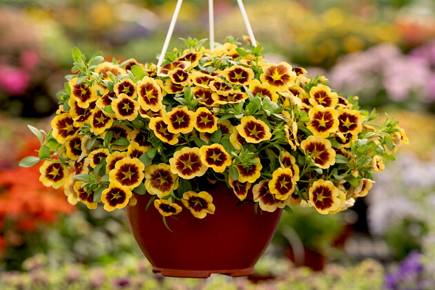 Danziger - Imperial plants - EYECONIC&trade; AMBER | Calibrachoa hybrida