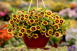 Danziger - Imperial plants - EYECONIC&trade; AMBER | Calibrachoa hybrida