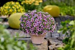 Westhoff - Calibrachoa Calibaby Star Child