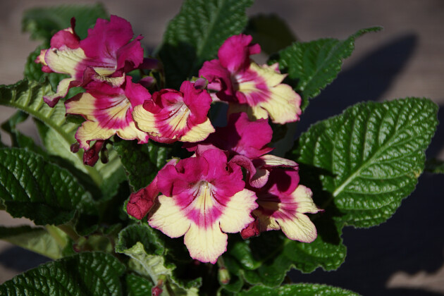 Koppe Begonia - Streptocarpus Merlin