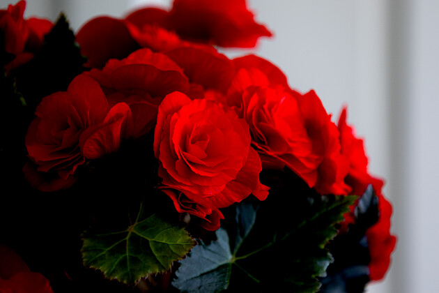 Koppe Begonia - Balisto