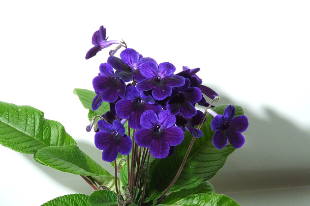 Koppe Begonia - Streptocarpus Stella