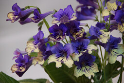 Koppe Begonia - Streptocarpus Alexis