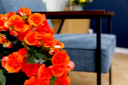 Koppe Begonia - Reina XL