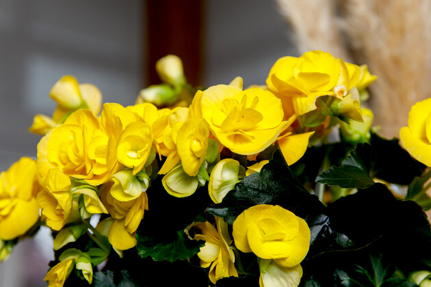 Koppe Begonia - Rebecca