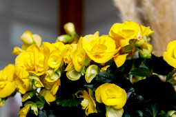 Koppe Begonia - Rebecca