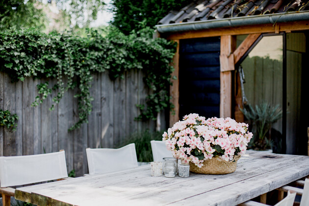 Koppe Begonia - Betulia
