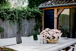 Koppe Begonia - Betulia